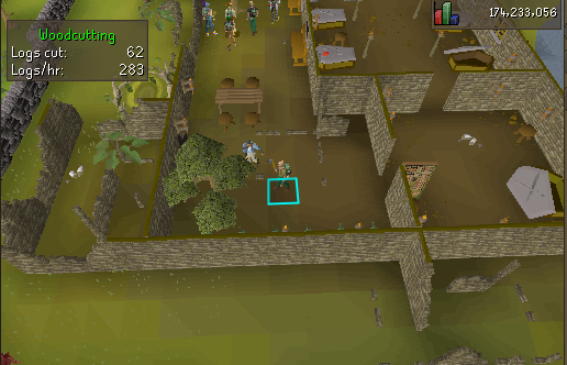 Yew F2P Chopping.webp Chopping Yew trees south of Edgeville bank.